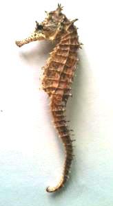 タツノオトシゴ　seahorse